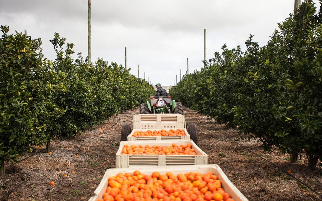 Citrus Panel Discussion in partnership with Standard Bank – 24 June 2026